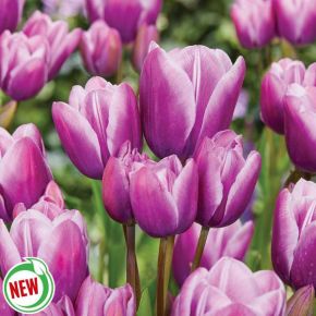 Purple Elegance Tulip